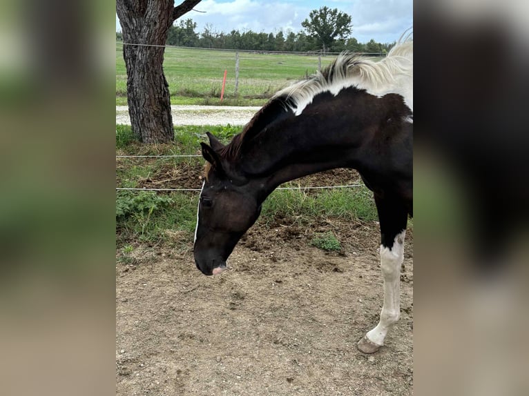 Zangersheider Hengst 1 Jahr 170 cm Rappe in Saint André de cubzac