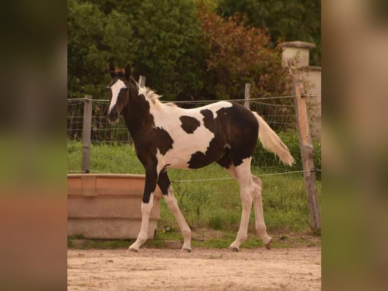Zangersheider Hengst 1 Jahr 170 cm Rappe in Saint André de cubzac