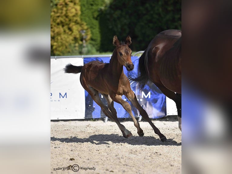 Zangersheider Hengst 1 Jahr 172 cm Schwarzbrauner in Budy Mszczonowskie