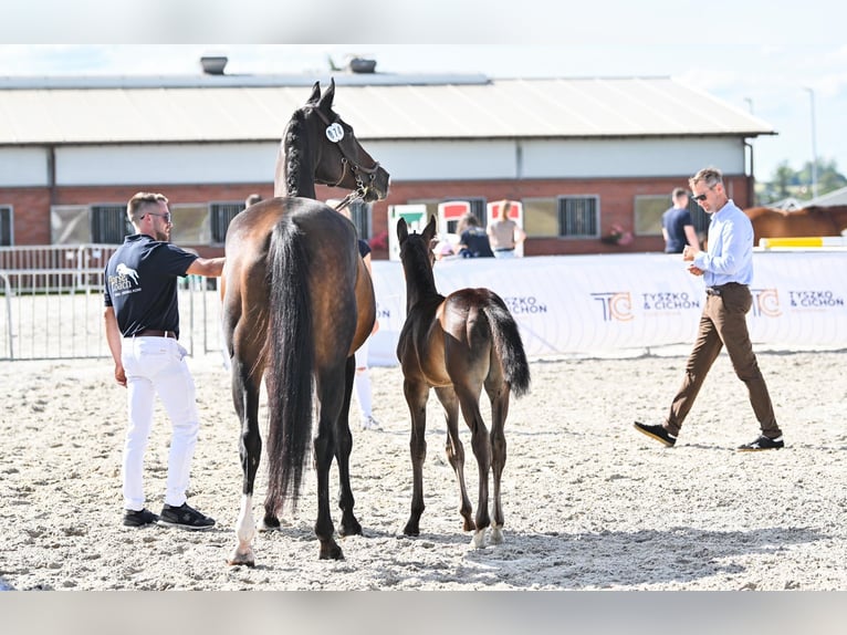Zangersheider Hengst 1 Jahr 172 cm Schwarzbrauner in Budy Mszczonowskie