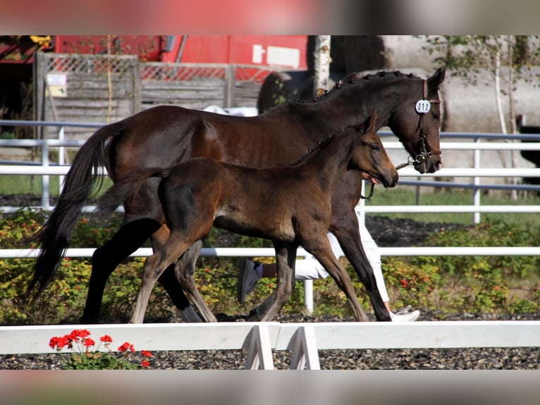 Zangersheider Hengst 1 Jahr 172 cm Schwarzbrauner in Budy Mszczonowskie