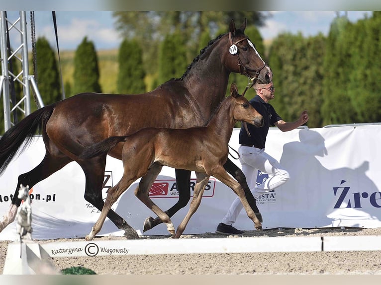 Zangersheider Hengst 1 Jahr 172 cm Schwarzbrauner in Budy Mszczonowskie