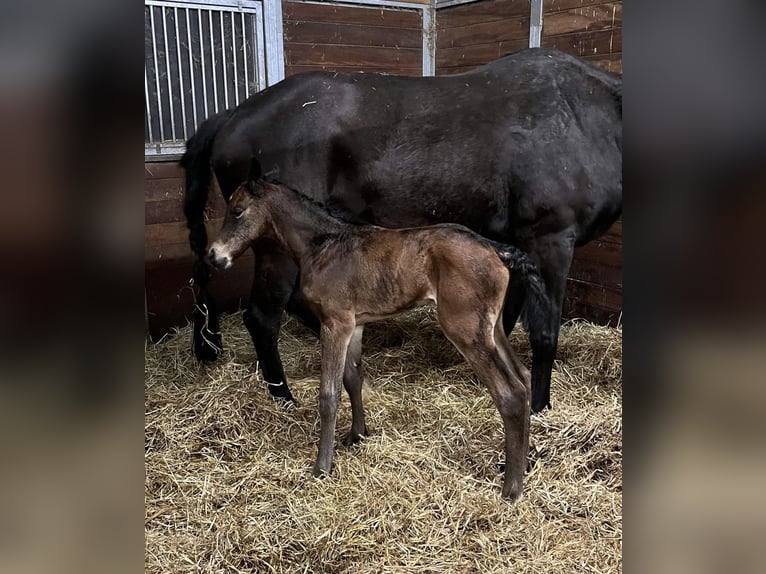 Zangersheider Hengst 1 Jahr 173 cm in Eerste Exlo&#xEB;rmond