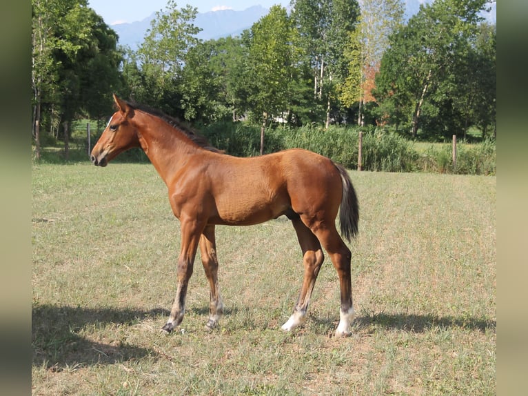 Zangersheider Hengst 1 Jahr Brauner in Flumignano