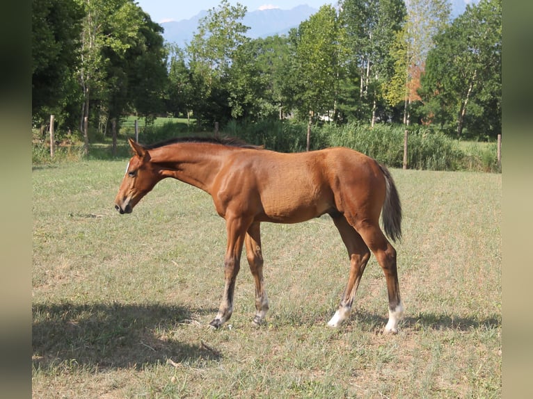 Zangersheider Hengst 1 Jahr Brauner in Flumignano