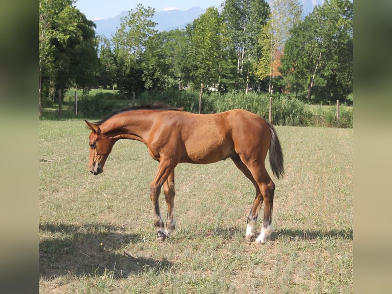 Zangersheider Hengst 1 Jahr Brauner in Flumignano