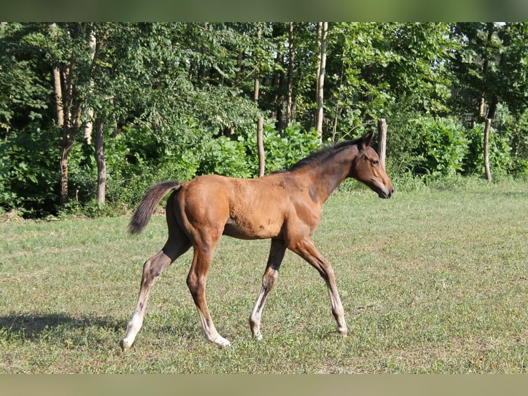 Zangersheider Hengst 1 Jahr Brauner in Majano (UD)