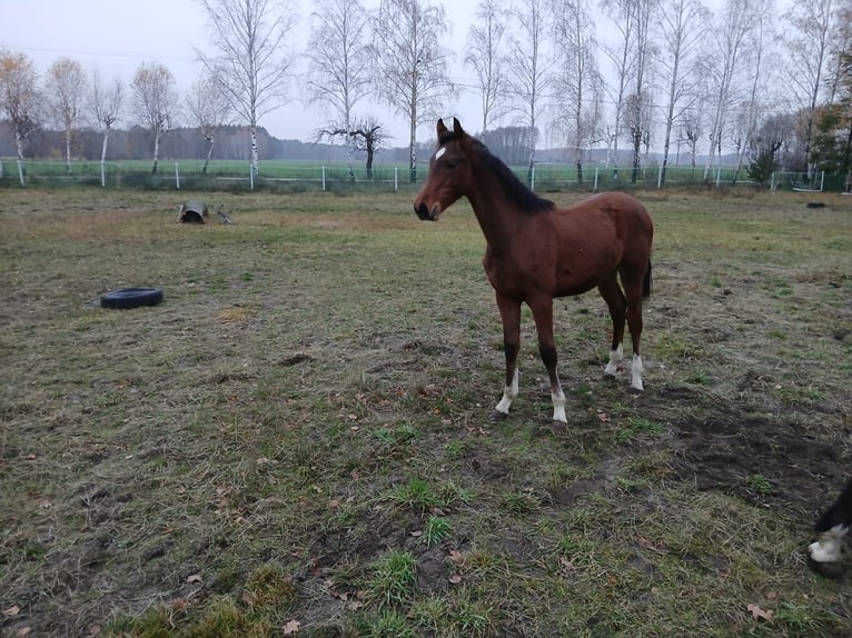 Zangersheider Hengst 1 Jahr Brauner in Przasnysz