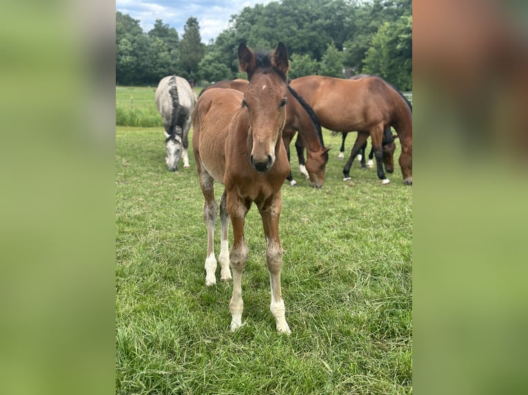 Zangersheider Hengst 1 Jahr Brauner in Schwarmstedt