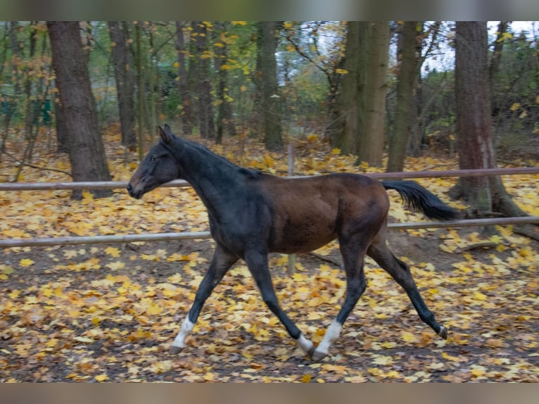 Zangersheider Hengst 1 Jahr Dunkelbrauner in Poznan