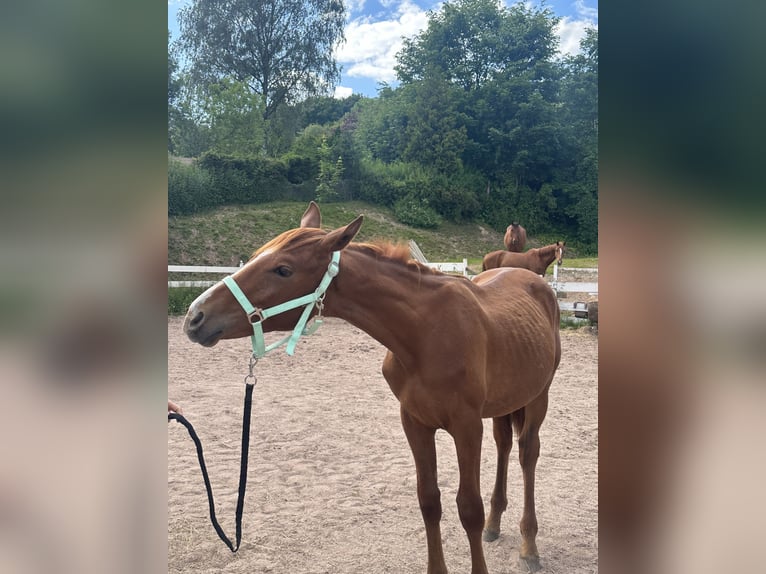 Zangersheider Hengst 1 Jahr Fuchs in Zella-Mehlis