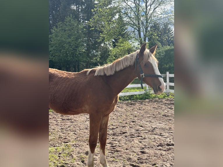 Zangersheider Hengst 1 Jahr Fuchs in Zella-Mehlis