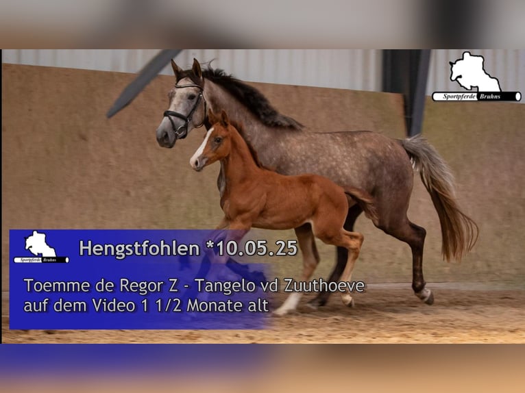 Zangersheider Hengst 1 Jahr Schimmel in Seetz