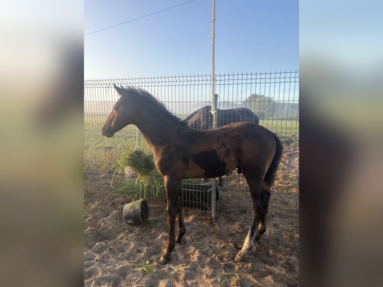 Zangersheider Hengst 1 Jahr Schimmel in Czarże