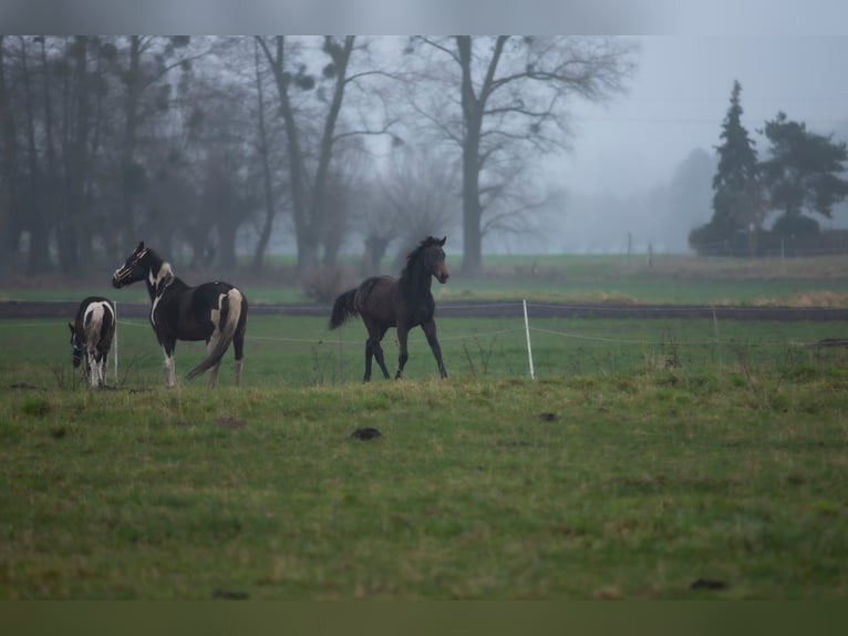 Zangersheider Hengst 1 Jahr Schimmel in Gzin