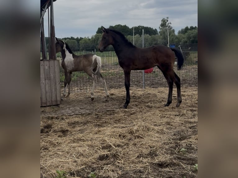 Zangersheider Hengst 1 Jahr Schimmel in Gzin