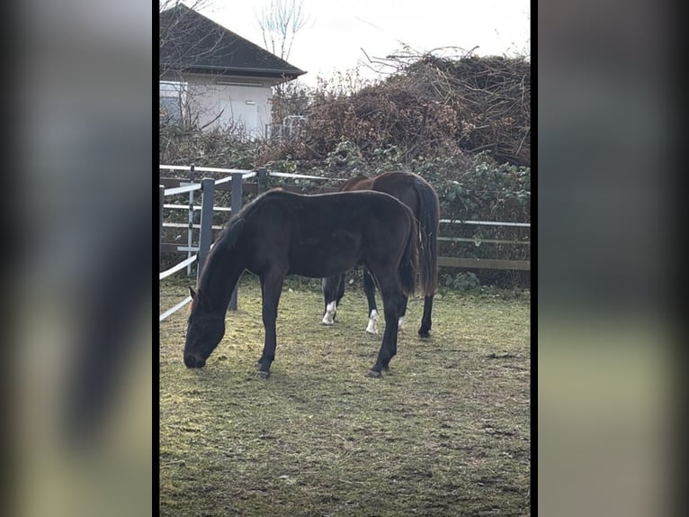 Zangersheider Hengst 1 Jahr Schwarzbrauner in Barsinghausen