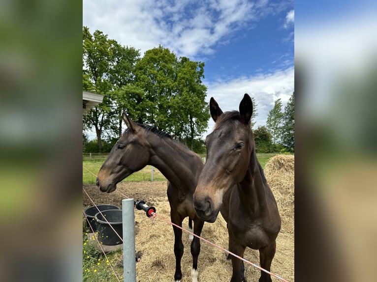 Zangersheider Hengst 1 Jahr Schwarzbrauner in Barsinghausen