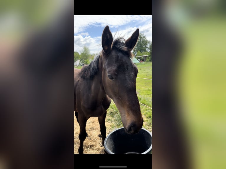 Zangersheider Hengst 1 Jahr Schwarzbrauner in Barsinghausen
