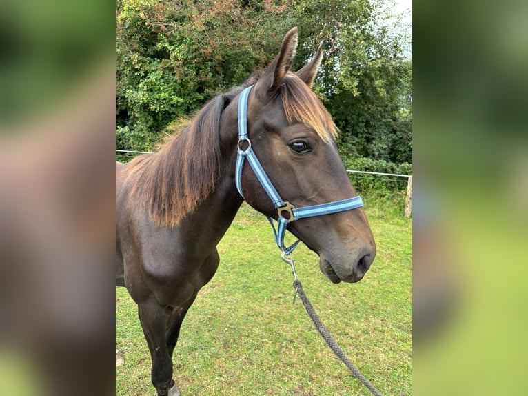 Zangersheider Hengst 2 Jahre 149 cm Schwarzbrauner in Satow