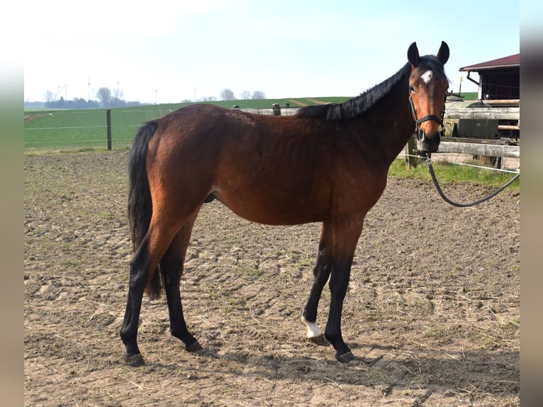 Zangersheider Hengst 2 Jahre 150 cm in Satow