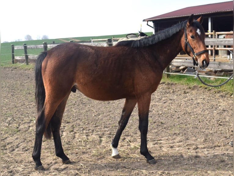 Zangersheider Hengst 2 Jahre 150 cm in Satow