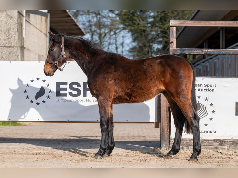 Zangersheider Hengst 2 Jahre 158 cm  in GROTE-BROGEL