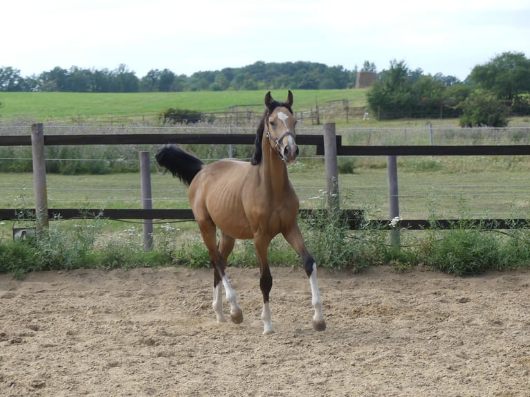 Zangersheider Hengst 2 Jahre 160 cm Buckskin in Mücheln (Geiseltal)Mücheln