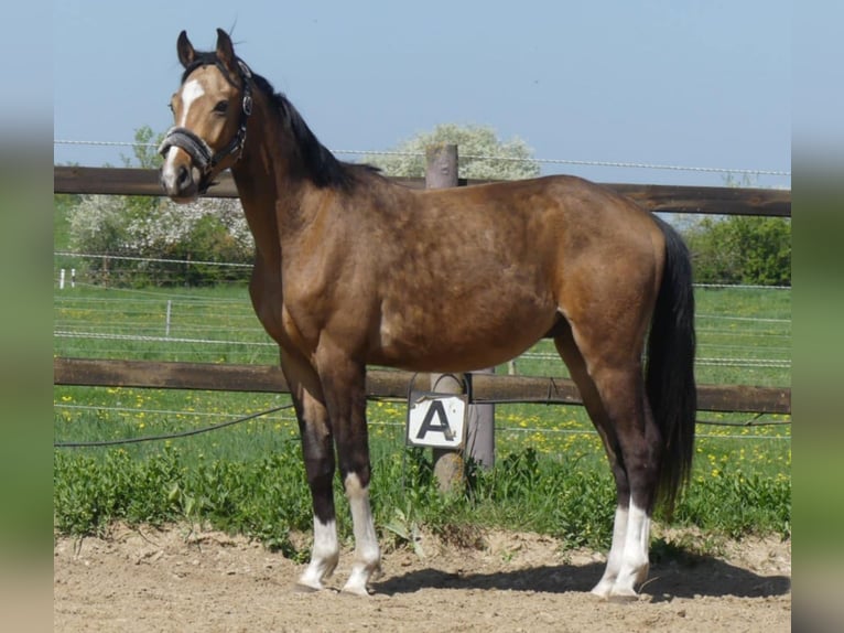 Zangersheider Hengst 2 Jahre 160 cm Buckskin in Mücheln (Geiseltal)Mücheln