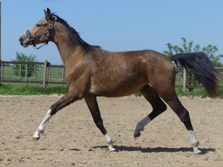 Zangersheider Hengst 2 Jahre 160 cm Buckskin in Mücheln (Geiseltal)Mücheln
