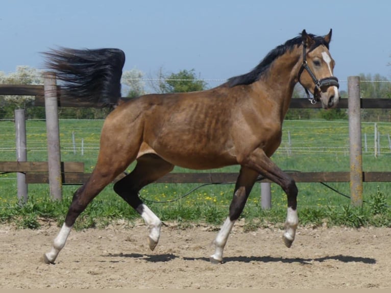 Zangersheider Hengst 2 Jahre 160 cm Buckskin in Mücheln (Geiseltal)Mücheln