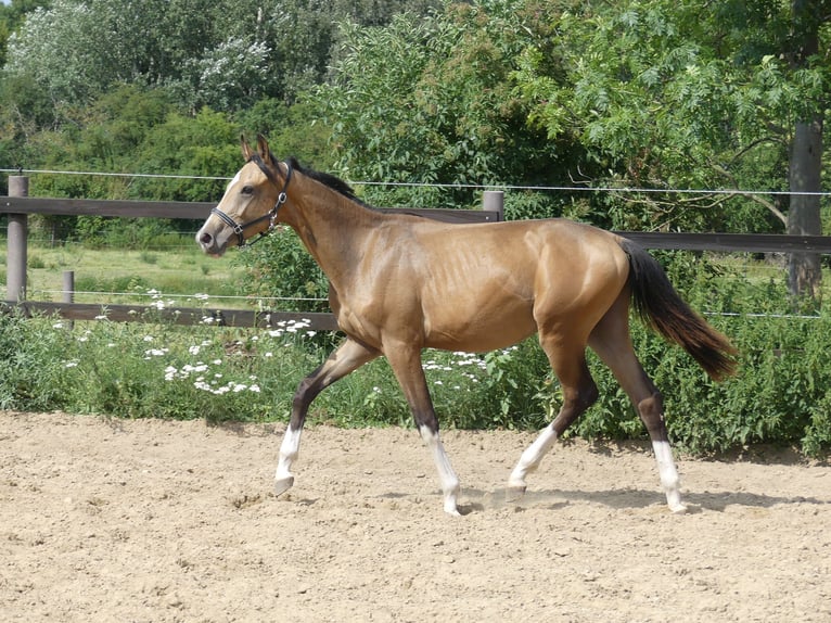 Zangersheider Hengst 2 Jahre 160 cm Buckskin in Mücheln (Geiseltal)Mücheln