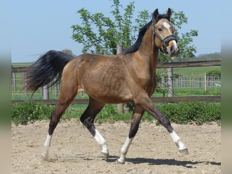 Zangersheider Hengst 2 Jahre 160 cm Buckskin in Mücheln (Geiseltal)Mücheln