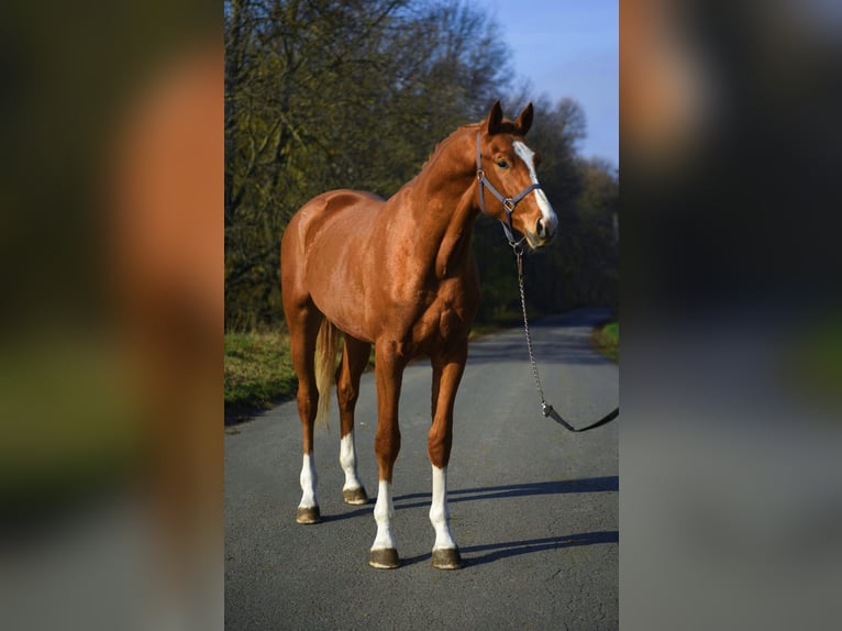 Zangersheider Hengst 2 Jahre 167 cm Fuchs in Gyula