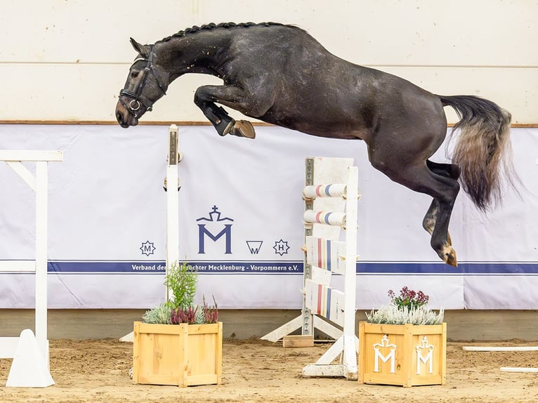 Zangersheider Hengst 2 Jahre 167 cm Schimmel in Redefin