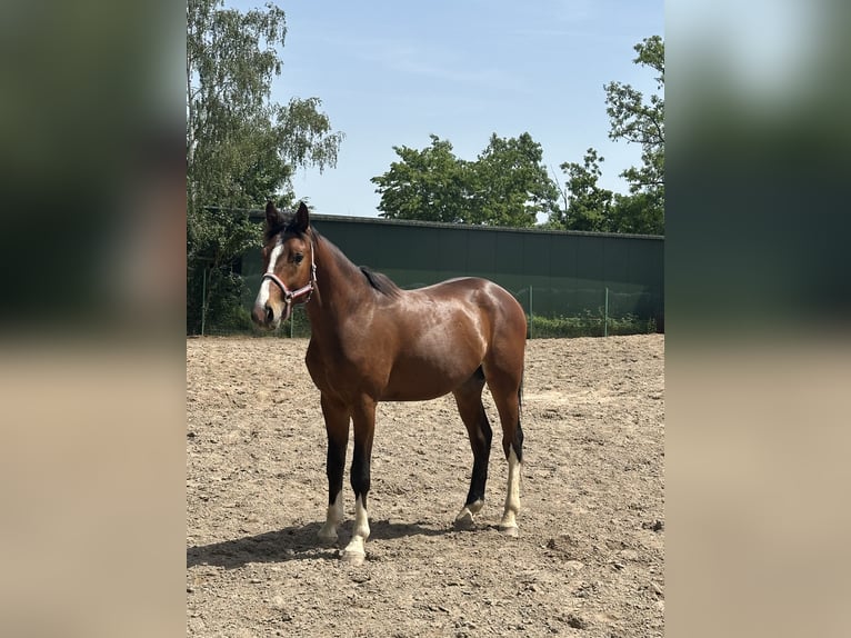 Zangersheider Hengst 2 Jahre 167 cm  in Fürstenau