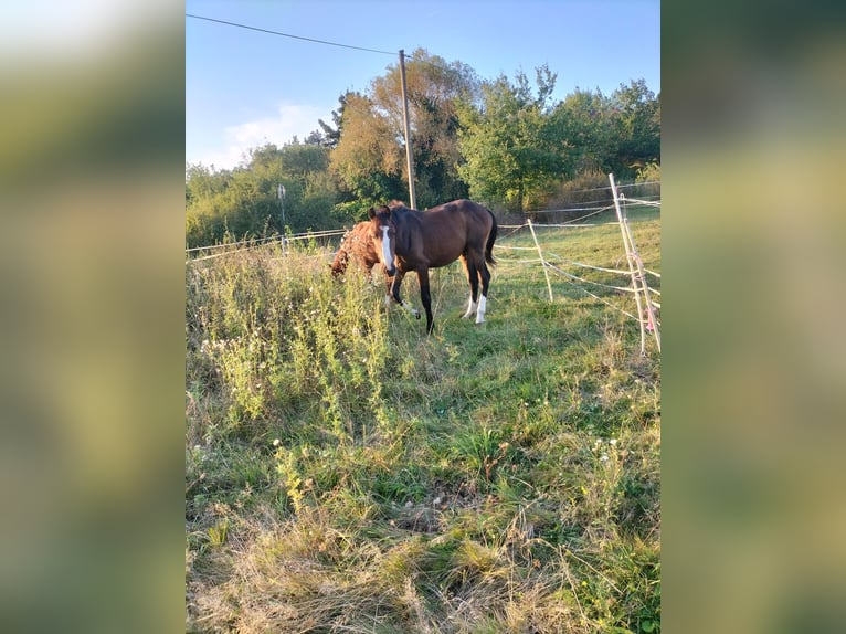Zangersheider Hengst 2 Jahre 168 cm Brauner in Reiskirchen