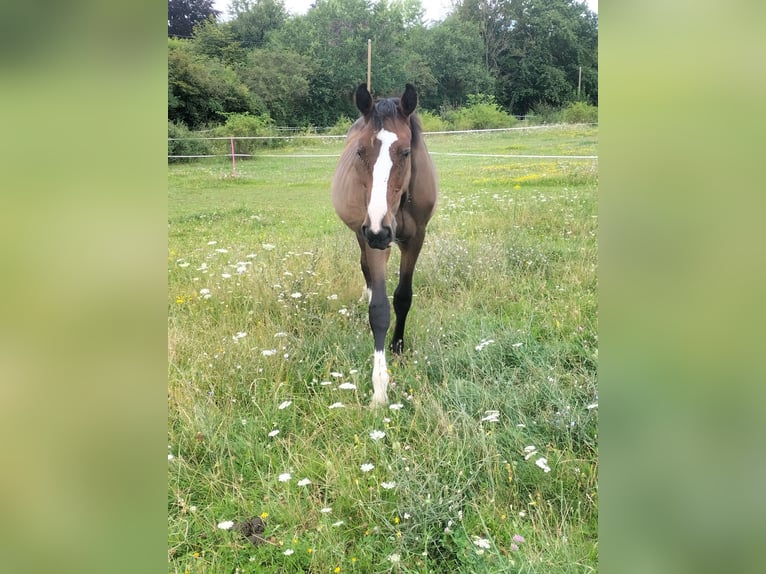 Zangersheider Hengst 2 Jahre 168 cm Brauner in Reiskirchen