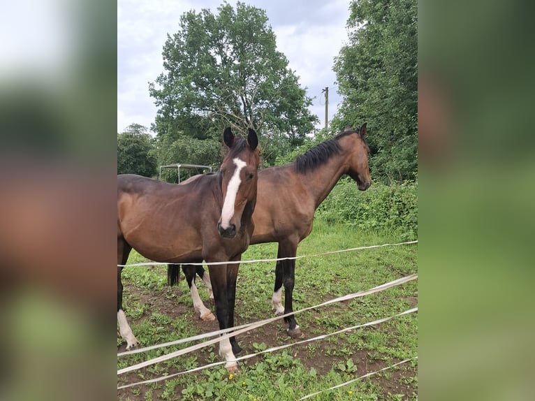 Zangersheider Hengst 2 Jahre 168 cm Brauner in Reiskirchen