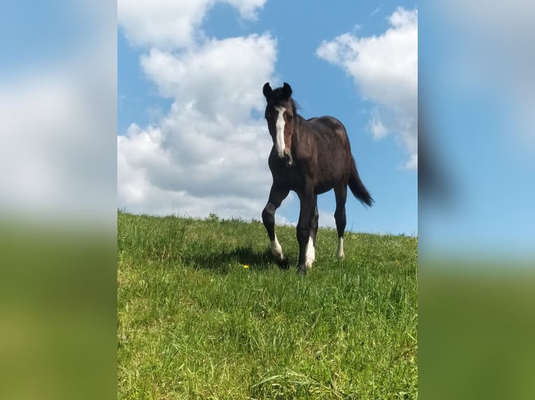 Zangersheider Hengst 2 Jahre 168 cm Brauner in Reiskirchen