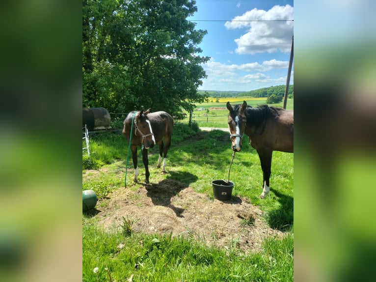 Zangersheider Hengst 2 Jahre 168 cm Brauner in Reiskirchen