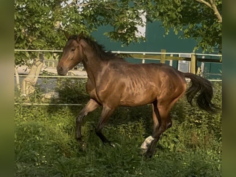 Zangersheider Hengst 2 Jahre 168 cm Dunkelbrauner in Cantabria