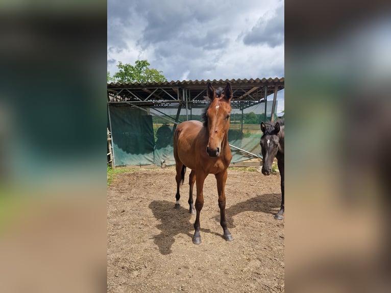 Zangersheider Hengst 2 Jahre 168 cm in Wachtberg
