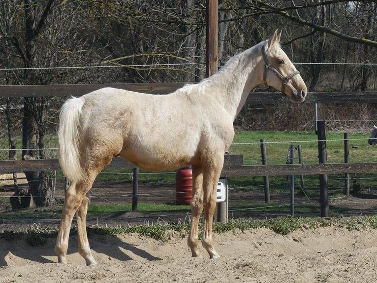 Zangersheider Hengst 2 Jahre 170 cm Palomino in Mücheln (Geiseltal)