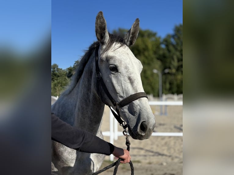 Zangersheider Hengst 2 Jahre 173 cm Schimmel in Dąbrowiec