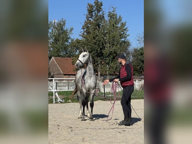 Zangersheider Hengst 2 Jahre 173 cm Schimmel in Dąbrowiec