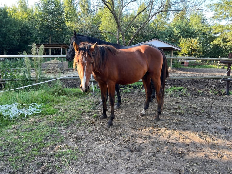 Zangersheider Hengst 2 Jahre Brauner in Lingen