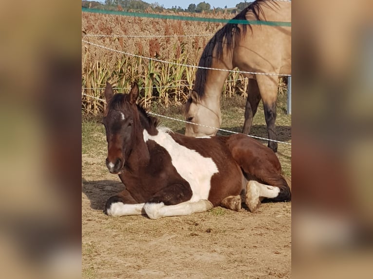 Zangersheider Hengst 2 Jahre Schecke in Ketzelsdorf