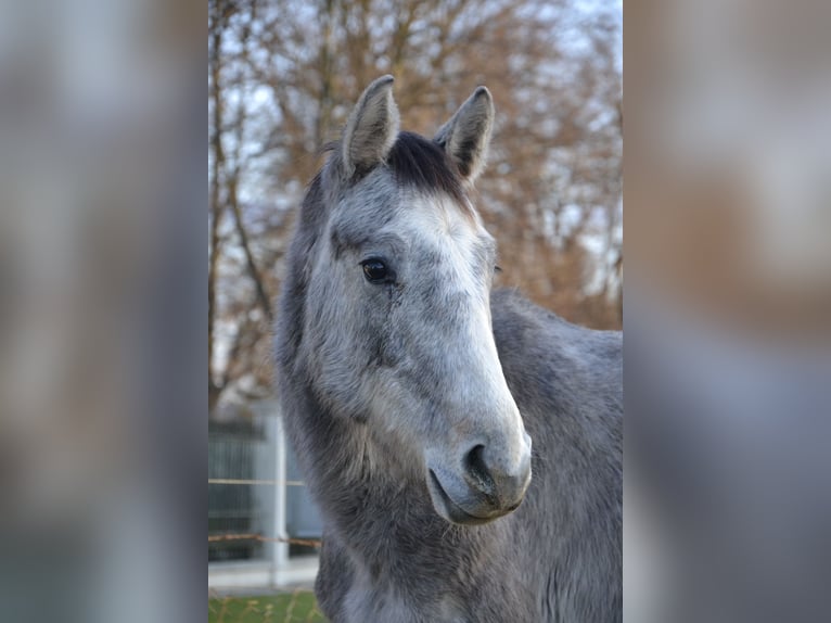 Zangersheider Hengst 2 Jahre Schimmel in Trški Vrh