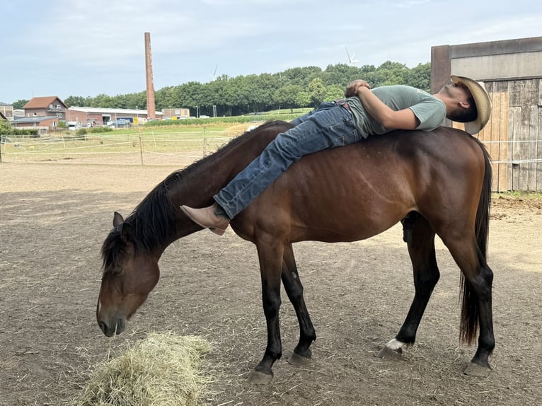 Zangersheider Hengst 3 Jahre 148 cm Brauner in Gangelt